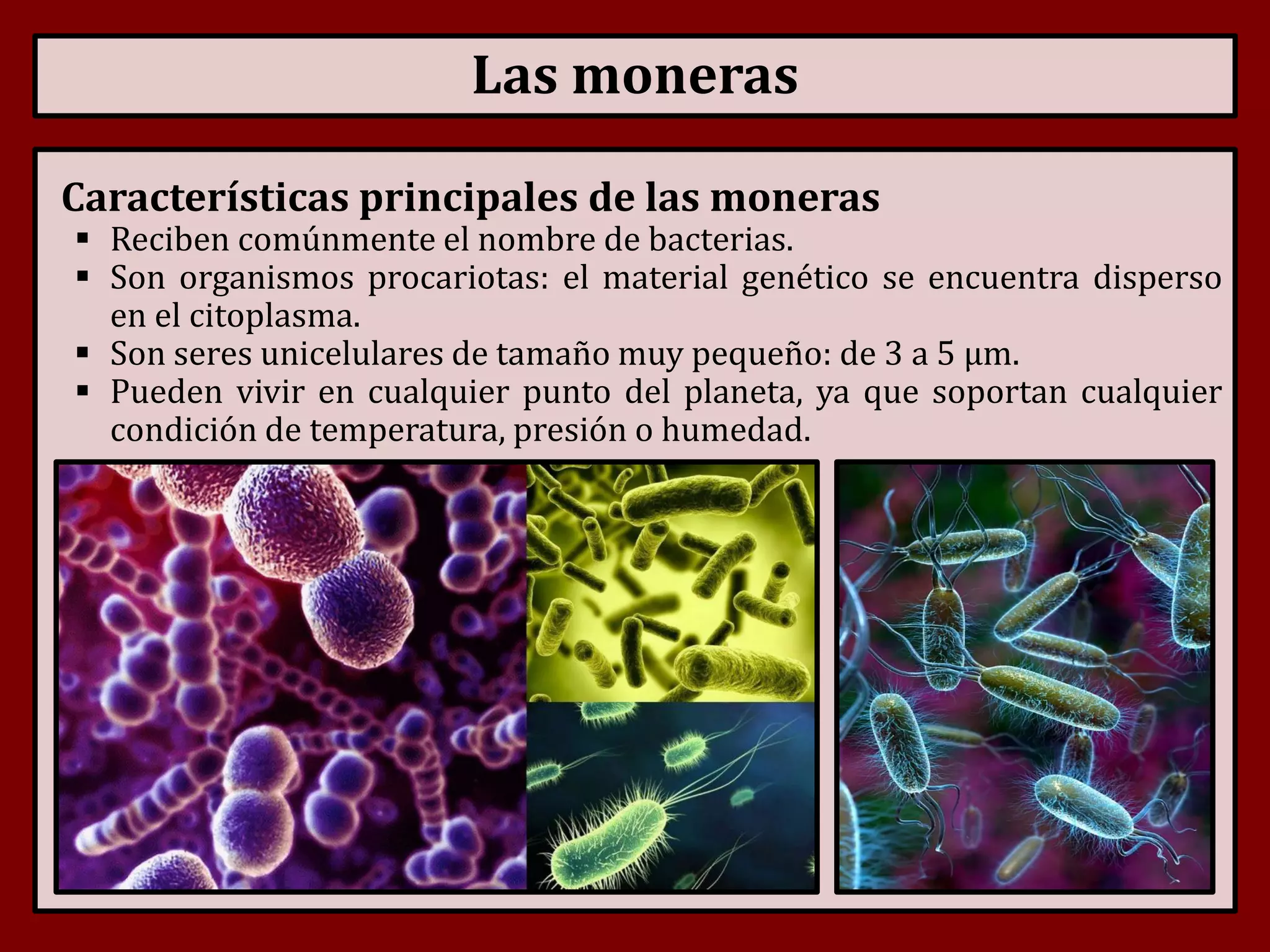 Clasificacion de monera (98) foto