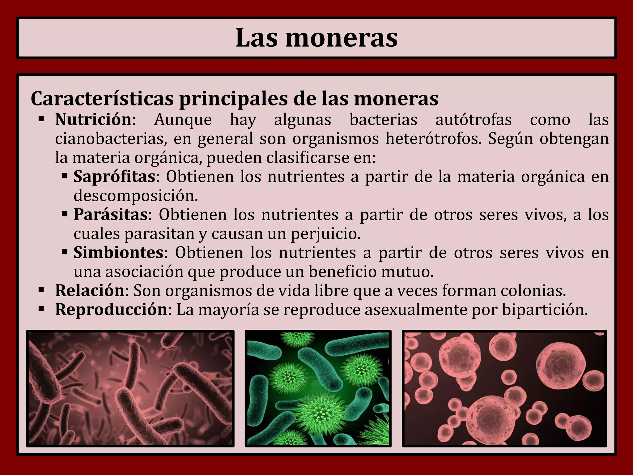 Reino Monera | PDF