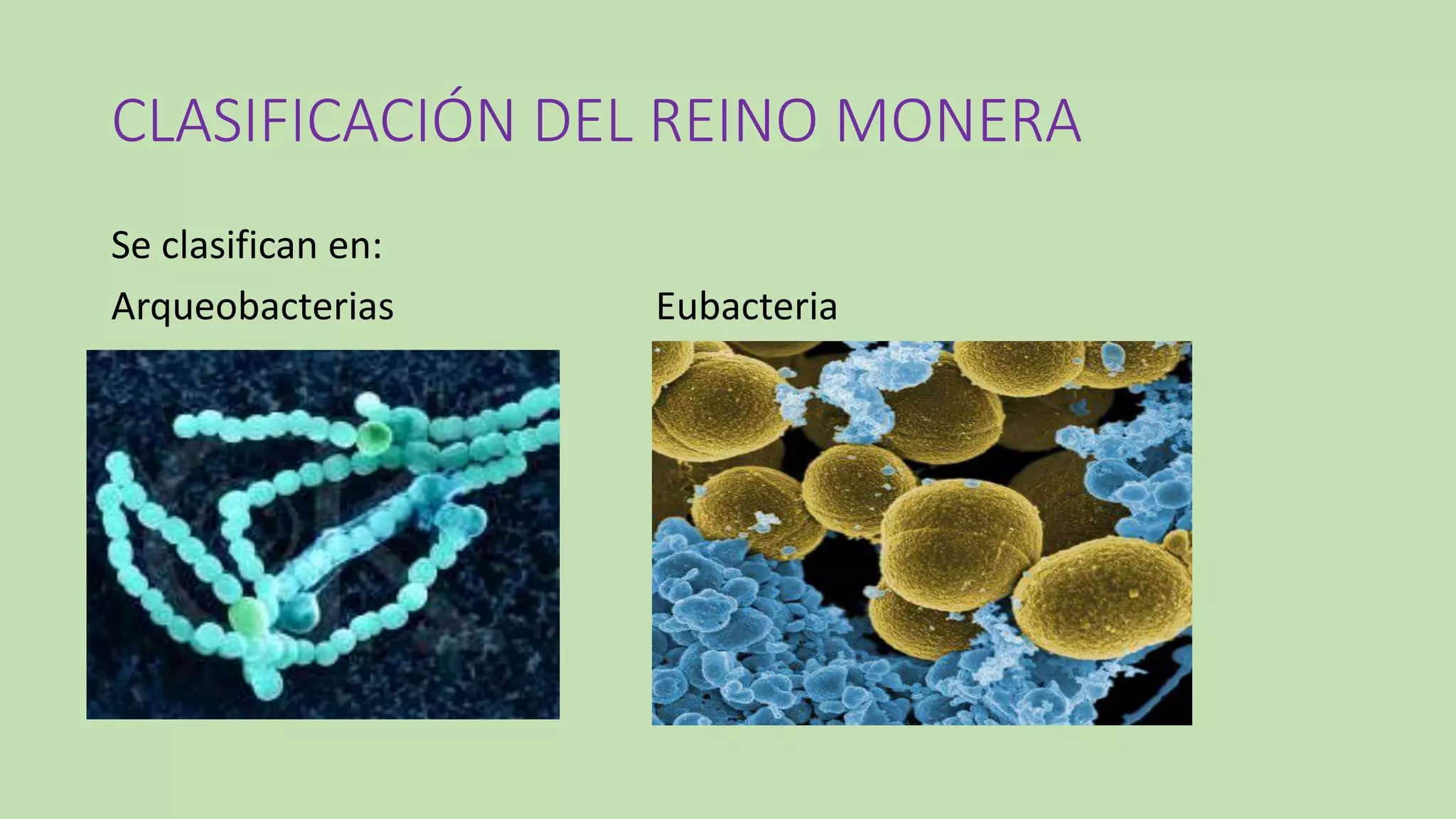 Reino monera | PPTX
