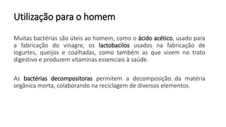 Utilização para o homem
Muitas bactérias são úteis ao homem, como o ácido acético, usado para
a fabricação do vinagre, os lactobacilos usados na fabricação de
iogurtes, queijos e coalhadas, como também as que vivem no trato
digestivo e produzem vitaminas essenciais à saúde.
As bactérias decompositoras permitem a decomposição da matéria
orgânica morta, colaborando na reciclagem de diversos elementos.
 