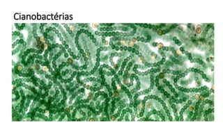 Cianobactérias
 