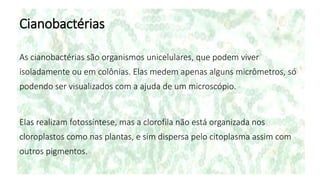 Cianobactérias
As cianobactérias são organismos unicelulares, que podem viver
isoladamente ou em colônias. Elas medem apenas alguns micrômetros, só
podendo ser visualizados com a ajuda de um microscópio.
Elas realizam fotossíntese, mas a clorofila não está organizada nos
cloroplastos como nas plantas, e sim dispersa pelo citoplasma assim com
outros pigmentos.
 