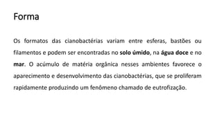 Forma
Os formatos das cianobactérias variam entre esferas, bastões ou
filamentos e podem ser encontradas no solo úmido, na água doce e no
mar. O acúmulo de matéria orgânica nesses ambientes favorece o
aparecimento e desenvolvimento das cianobactérias, que se proliferam
rapidamente produzindo um fenômeno chamado de eutrofização.
 