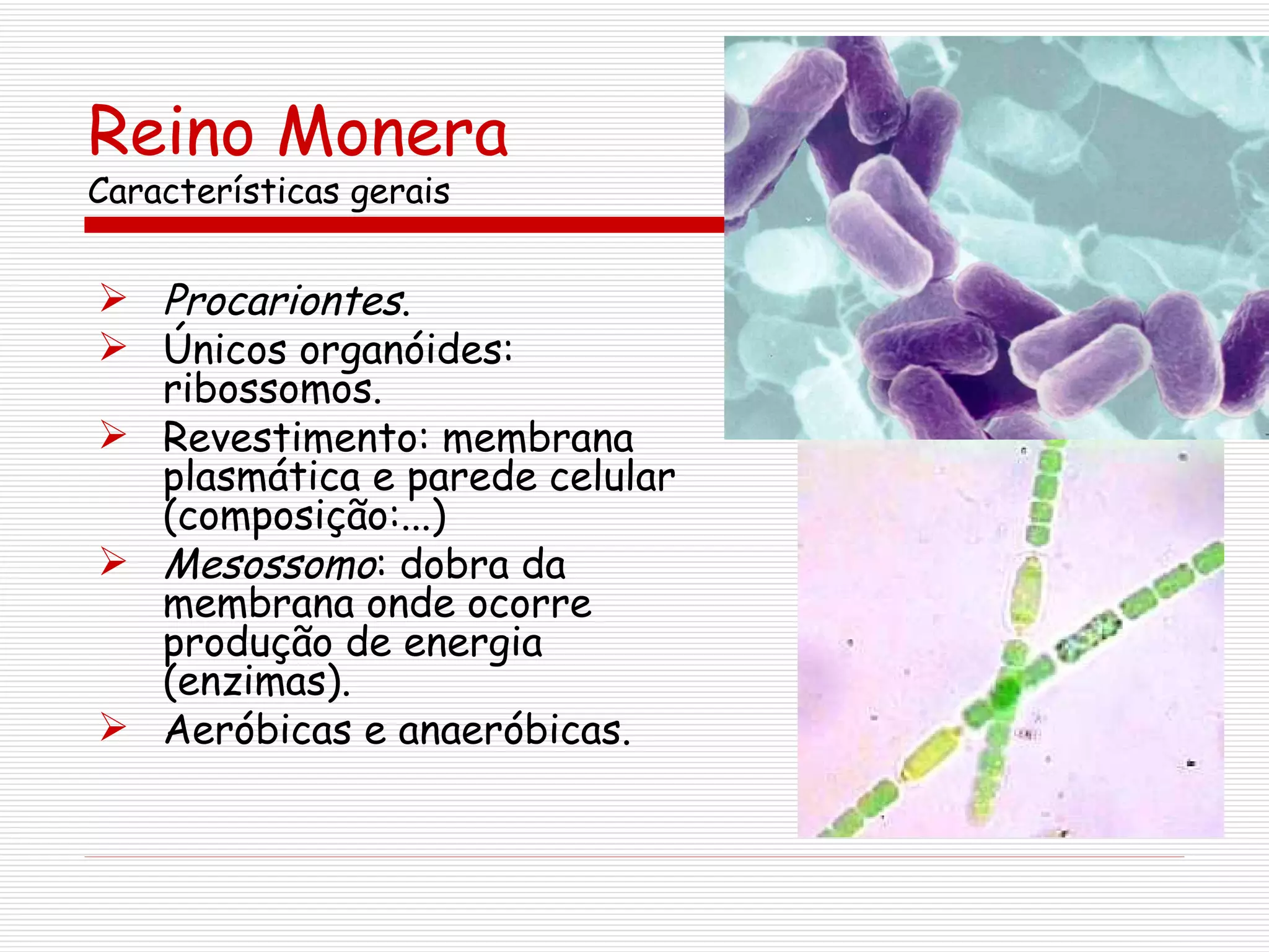 Reino monera 2º ano | PPT