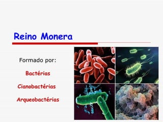 Reino Monera Formado por: Bactérias Cianobactérias  Arqueobactérias 