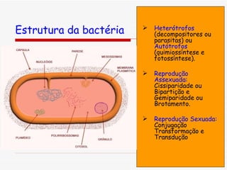 Estrutura da bactéria Heterótrofos  (decompositores ou parasitas) ou  Autótrofos  (quimiossíntese e fotossíntese). Reprodução Assexuada:  Cissiparidade ou Bipartição e Gemiparidade ou Brotamento. Reprodução Sexuada:  Conjugação Transformação e Transdução 