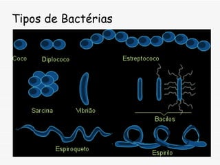 Tipos de Bactérias 