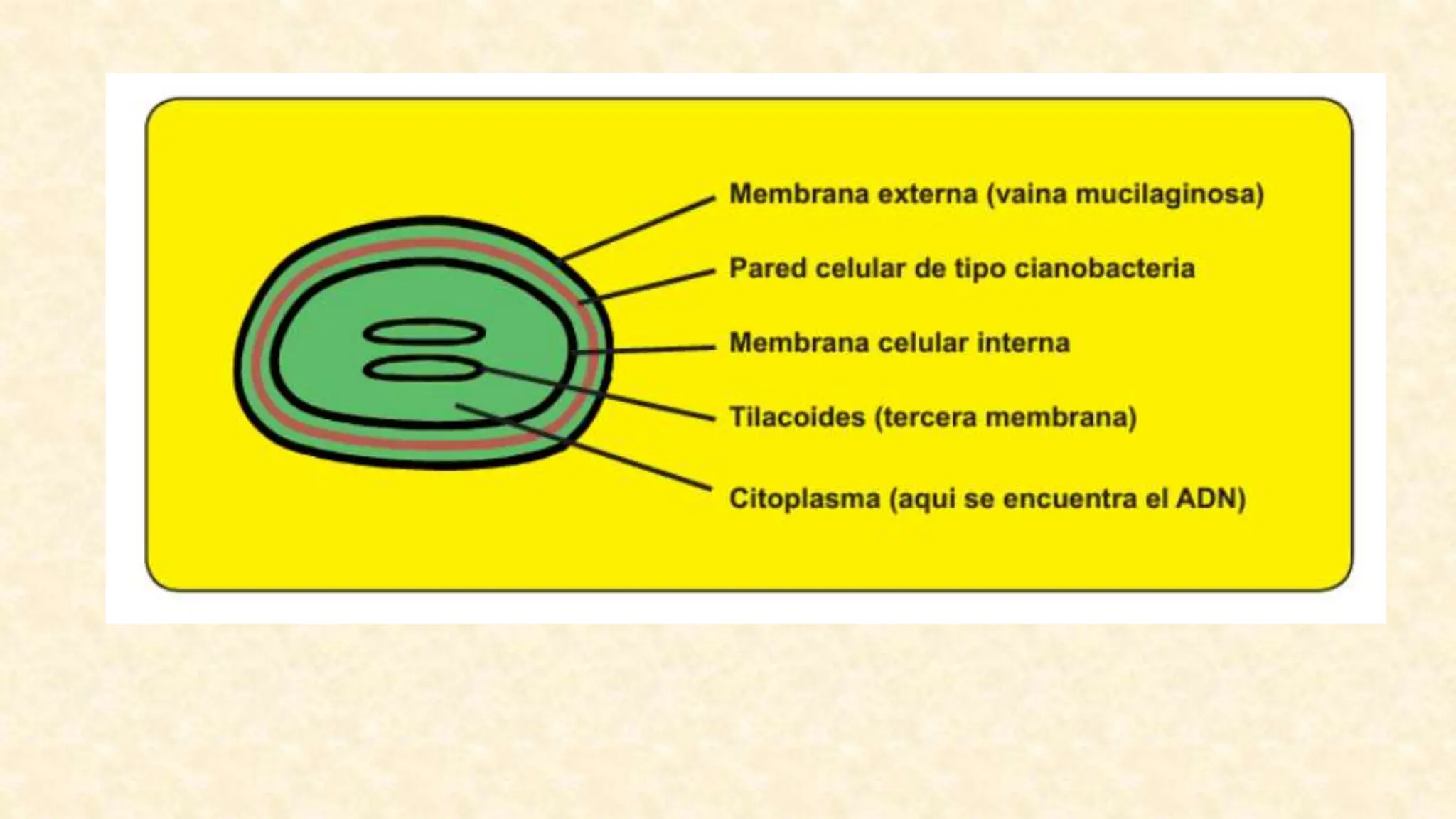 Reino monera- BACTERIAS Y CIANOBACTERIAS.pptx
