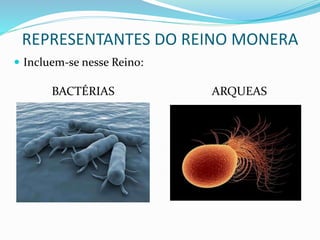 REPRESENTANTES DO REINO MONERA
 Incluem-se nesse Reino:
ARQUEASBACTÉRIAS
 