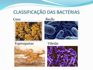 CLASSIFICAÇÃO DAS BACTÉRIAS
Coco Bacilo
Espiroquetas Vibrião
 