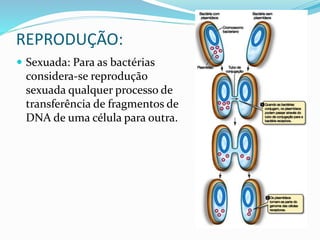 REPRODUÇÃO:
 Sexuada: Para as bactérias
considera-se reprodução
sexuada qualquer processo de
transferência de fragmentos de
DNA de uma célula para outra.
 