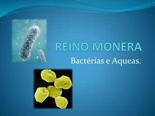 Bactérias e Aqueas.
 