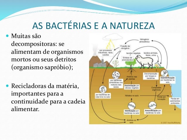 AS BACTÃRIAS E A NATUREZA
ï Muitas são
decompositoras: se
alimentam de organismos
mortos ou seus detritos
(organismo sapró...