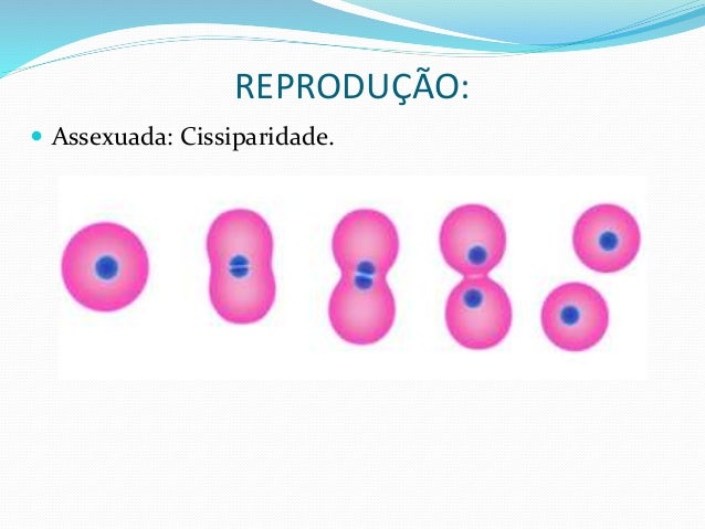 REPRODUÃÃO:
ï Assexuada: Cissiparidade.