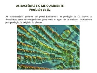 AS BACTÉRIAS E O MEIO AMBIENTE
Produção de O2
As cianobactérias possuem um papel fundamental na produção de O 2. através da
fotossíntese esses microorganismos, junto com as algas são os maiores responsáveis
pela produção de oxigênio do planeta.

 