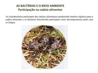 AS BACTÉRIAS E O MEIO AMBIENTE
Participação na cadeia alimentar
As cianobactérias participam das cadeias alimentares produzindo matéria orgânica para a
cadeia alimentar e as bactérias heterótrofas participam como decompositoras junto com
os fungos.

 