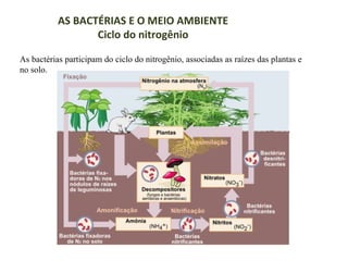 AS BACTÉRIAS E O MEIO AMBIENTE
Ciclo do nitrogênio
As bactérias participam do ciclo do nitrogênio, associadas as raízes das plantas e
no solo.

 