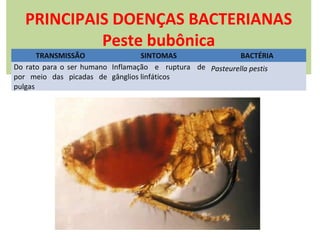 PRINCIPAIS DOENÇAS BACTERIANAS
Peste bubônica

TRANSMISSÃO
SINTOMAS
BACTÉRIA
Do rato para o ser humano Inflamação e ruptura de Pasteurella pestis
por meio das picadas de gânglios linfáticos
pulgas

 