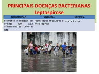 PRINCIPAIS DOENÇAS BACTERIANAS
Leptospirose

TRANSMISSÃO
SINTOMAS
BACTÉRIA
Ferimento e mucosas em Febre, dores musculares e Leptospira ssp.
contato
com
água lesão hepática
contaminada por urina de
rato

 