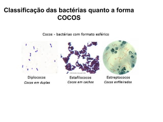 Classificação das bactérias quanto a forma
COCOS

 