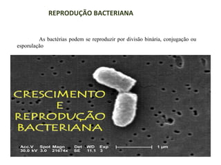 REPRODUÇÃO BACTERIANA

As bactérias podem se reproduzir por divisão binária, conjugação ou
esporulação

 
