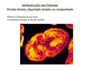 REPRODUÇÃO BACTERIANA
Divisão binária, bipartição simples ou cissiparidade
•Ocorre a formação de um clone
•A bactéria consegue se dividir sozinha

 