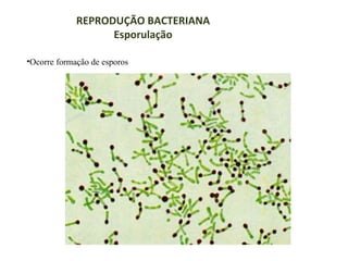 REPRODUÇÃO BACTERIANA
Esporulação
•Ocorre formação de esporos

 