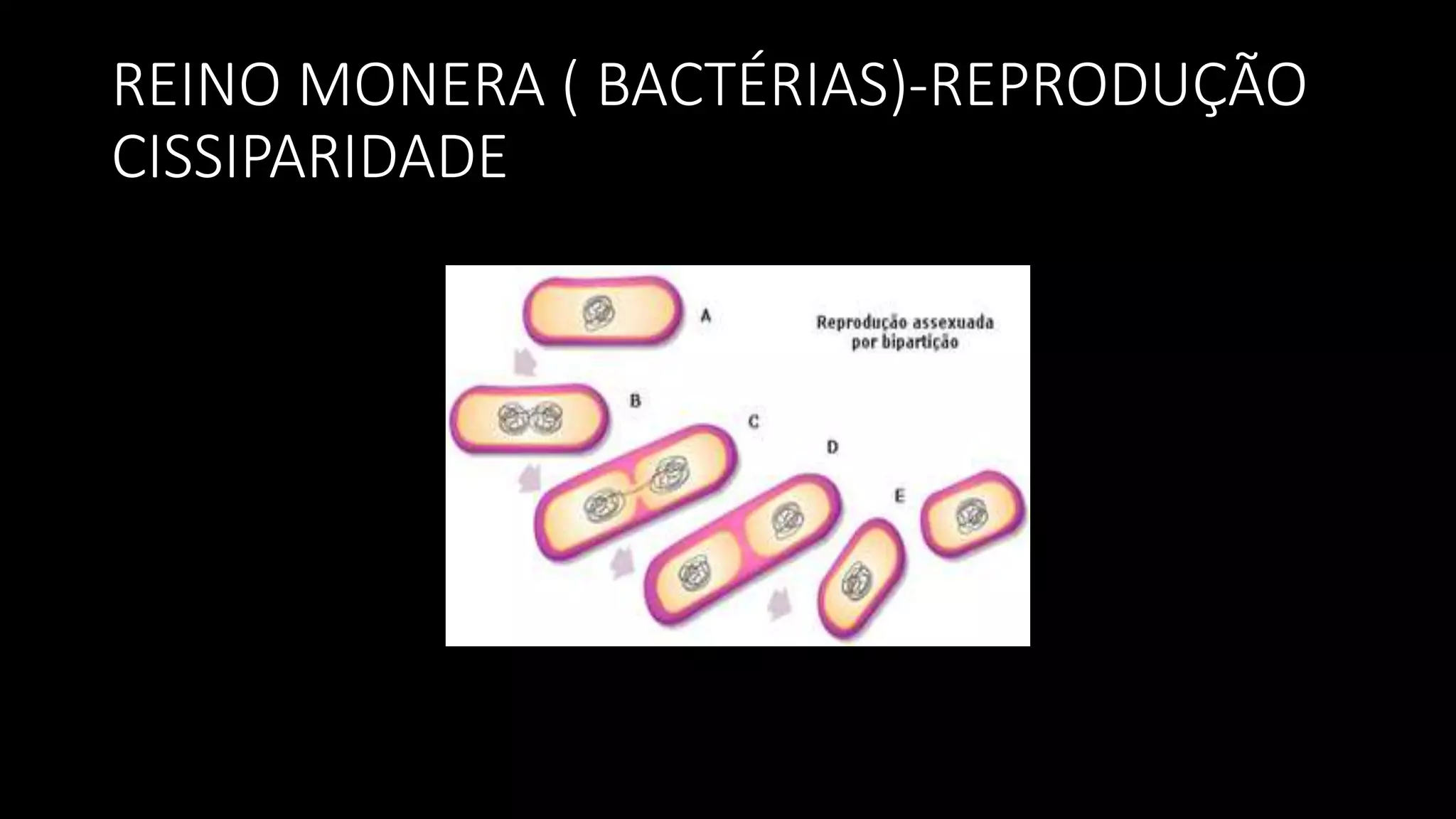 Reino monera (1) | PPTX