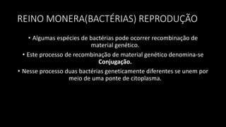 REINO MONERA(BACTÉRIAS) REPRODUÇÃO
• Algumas espécies de bactérias pode ocorrer recombinação de
material genético.
• Este processo de recombinação de material genético denomina-se
Conjugação.
• Nesse processo duas bactérias geneticamente diferentes se unem por
meio de uma ponte de citoplasma.
 