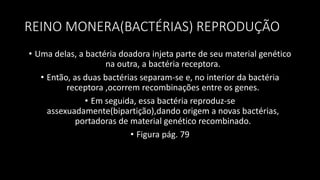 REINO MONERA(BACTÉRIAS) REPRODUÇÃO
• Uma delas, a bactéria doadora injeta parte de seu material genético
na outra, a bactéria receptora.
• Então, as duas bactérias separam-se e, no interior da bactéria
receptora ,ocorrem recombinações entre os genes.
• Em seguida, essa bactéria reproduz-se
assexuadamente(bipartição),dando origem a novas bactérias,
portadoras de material genético recombinado.
• Figura pág. 79
 
