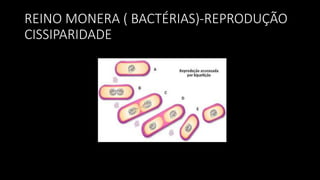REINO MONERA ( BACTÉRIAS)-REPRODUÇÃO
CISSIPARIDADE
 