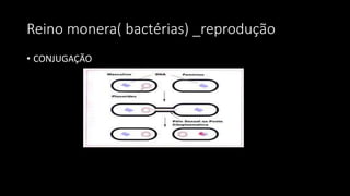Reino monera( bactérias) _reprodução
• CONJUGAÇÃO
 