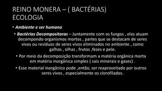 REINO MONERA – ( BACTÉRIAS)
ECOLOGIA
• Ambiente e ser humano
• Bactérias Decompositoras – Juntamente com os fungos , elas atuam
decompondo organismos mortos , partes que se destacam de seres
vivos ou resíduos de seres vivos eliminados no ambiente , como
galhos , olhas , frutos ,fezes e pele.
• Por meio da decomposição transformam a matéria orgânica morta
em matéria inorgânica simples ( sais minerais e gases) .
• Esse material inorgânico pode ,então, ser reaproveitado por outros
seres vivos , especialmente os clorofilados.
 