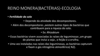 REINO MONERA(BACTÉRIAS)-ECOLOGIA
• Fertilidade do solo
• Depende da atividade dos decompositores.
• Além dos decompositores ,existem outros tipos de bactérias que
contribuem para a riqueza do solo.
• Ex: Rhizobium
• Essas bactérias vivem associadas às raízes de leguminosas ,um grupo
de plantas que inclui a soja , o feijão e a ervilha.
• Uma vez instaladas nas raízes das leguminosas, as bactérias capturam
e fixam o gás nitrogênio atmosférico( N2).
 