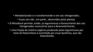 • Metabolizando-o e transformando-o em sais nitrogenados.
• Esses sais são , em parte , absorvidos pelas plantas.
• O Rhizobium permite ,então ,as leguminosas o fornecimento dos sais
nitrogenados necessários para o desenvolvimento.
• Uma fração da matéria orgânica produzida pelas leguminosas por
meio da fotossíntese é assimilada por essas bactérias, que são
heterótrofas.
 