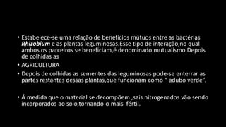 • Estabelece-se uma relação de benefícios mútuos entre as bactérias
Rhizobium e as plantas leguminosas.Esse tipo de interação,no qual
ambos os parceiros se beneficiam,é denominado mutualismo.Depois
de colhidas as
• AGRICULTURA
• Depois de colhidas as sementes das leguminosas pode-se enterrar as
partes restantes dessas plantas,que funcionam como “ adubo verde”.
• Á medida que o material se decompõem ,sais nitrogenados vão sendo
incorporados ao solo,tornando-o mais fértil.
 