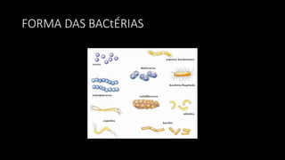 FORMA DAS BACtÉRIAS
 