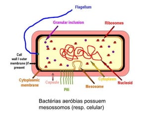 Bactérias aeróbias possuem mesossomos (resp. celular)  
