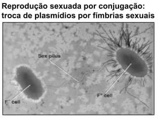 Reprodução sexuada por conjugação: troca de plasmídios por fímbrias sexuais 