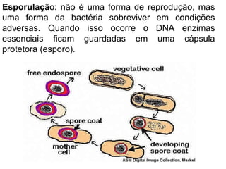 Esporulaçã o: não é uma forma de reprodução, mas uma forma da bactéria sobreviver em condições adversas. Quando isso ocorre o DNA enzimas essenciais ficam guardadas em uma cápsula protetora (esporo). 