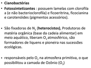Cianobactérias Fotossintetizantes  : possuem lamelas com clorofila a (e não bacterioclorofila) e ficoeritrina, ficocianina e carotenóides (pigmentos acessórios). São fixadoras de N 2  ( heterocistos) , Produtoras de matéria orgânica (base da cadeia alimentar) em meio aquático, liberam O 2  atmosférico, são formadores de liquens e pioneira nas sucessões ecológicas. responsáveis pelo O 2  na atmosfera primitiva, o que possibilitou a camada de Ozônio (O 3 )  