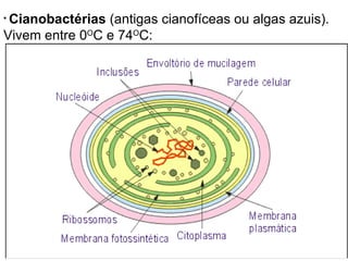 Cianobactérias  (antigas cianofíceas ou algas azuis). Vivem entre 0 O C e 74 O C: 