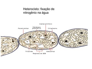 Heterocisto: fixação de nitrogênio na água 