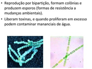 Reprodução por bipartição, formam colônias e produzem esporos (formas de resistência a mudanças ambientais).  Liberam toxinas, e quando proliferam em excesso podem contaminar mananciais de água.  