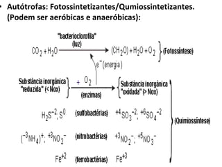 Autótrofas: Fotossintetizantes/Qumiossintetizantes. (Podem ser aeróbicas e anaeróbicas): 