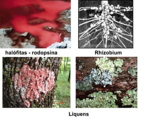 halófitas - rodopsina Rhizobium Líquens 