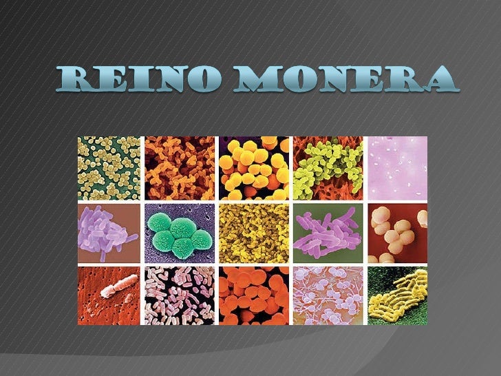 Aspectos Relacionados A Atividade Economica Do Reino Monera