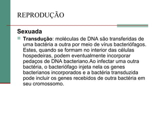 REPRODUÇÃO
Sexuada
 Transdução: moléculas de DNA são transferidas de
uma bactéria a outra por meio de vírus bacteriófagos.
Estes, quando se formam no interior das células
hospedeiras, podem eventualmente incorporar
pedaços de DNA bacteriano.Ao infectar uma outra
bactéria, o bacteriófago injeta nela os genes
bacterianos incorporados e a bactéria transduzida
pode incluir os genes recebidos de outra bactéria em
seu cromossomo.
 