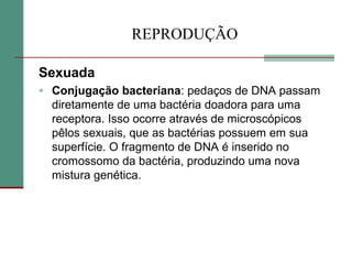 REPRODUÇÃO
Sexuada
• Conjugação bacteriana: pedaços de DNA passam
diretamente de uma bactéria doadora para uma
receptora. Isso ocorre através de microscópicos
pêlos sexuais, que as bactérias possuem em sua
superfície. O fragmento de DNA é inserido no
cromossomo da bactéria, produzindo uma nova
mistura genética.
 