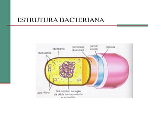 ESTRUTURA BACTERIANA
 